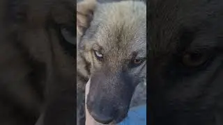 Джери