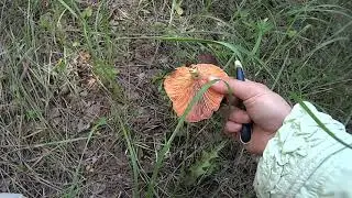 ЧТО мы видели на грибалке /Пензенская область/