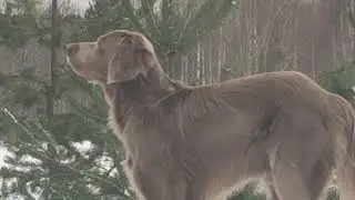 Белочка пришла в гости