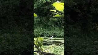 🇫🇷🌅🦩Видурл (франц. Vidourle) река во Франции🪶