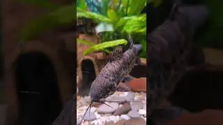 Сом торакатум самочка #сомик #сом #аквариум