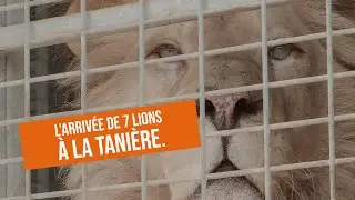 L'arrivée de 7 lions à La Tanière. 🦁💛