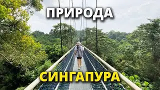 Когда в Сингапуре хочется чуть-чуть тишины | MacRitchie Reservoir Park