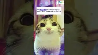 Akhir kya kami hai aap me? #catshorts #cat #catmeme #freelancing