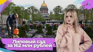 Липовые липы