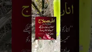 Anaar Se Ilaj 