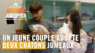 Un jeune couple adopte deux chatons pour leur premier emménagement ! Animaux À Adopter