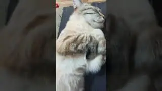 Кот спит