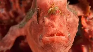 Удильщик разукрашенный Новая Гвинея Русская рыбалка 3.7.5