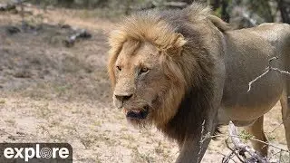 Africam Naledi Cat-EYE powered by EXPLORE.org