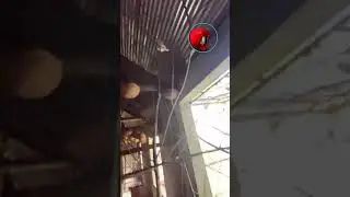 উত্তরবংগের সব থেকে বড় পাখির খামার- Himu birds park-Pets Paradise