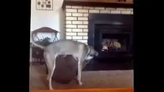 Dog humps pillow