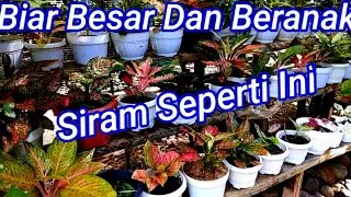 Cara Menyiram Aglaonema Agar Subur Cepat Beranak