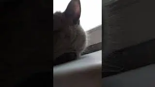 хихихих #рееекк залети #люксик #котик