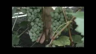 Саженцы винограда 
