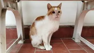 Il gatto Biro: l'ultimo randagio della colonia felina