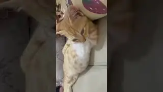 кот решил отдыхнуть #кот#одых#кровать#усталость#мем#мемы#приколы#video#shorts#cat#cute#cats#животные