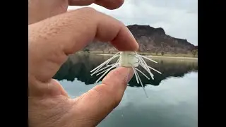 Will Smallmouth Bass eat this Hairy Dice?