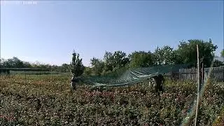 Натяжка сетки чтоб на первую поездку был бутон.И последняя обрезка перед торгами.
