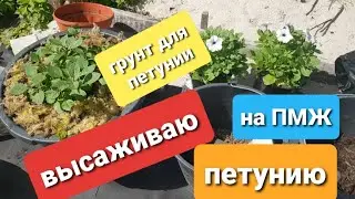 Высаживаю ампельную петунию на ПМЖ/ Петуния серии тайдал вейв, опера, изи вейв, вейв и тп/