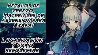 Como obtener y encontrar pétalos de cerezo (Ayaka)-Genshin Impact