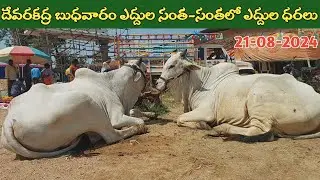 దేవరకద్ర బుధవారం ఎద్దుల సంత | Devarakadra Bulls market | Oxen prices | 21-08-2024 ‎@purnafarms 