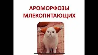 Молокососы