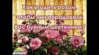 Садовые розы - памятка по уходу и защите!