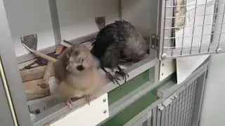 Sweet young birds
