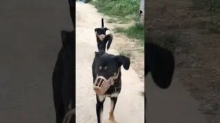 kinde chale bathano#pahari#song#shorts#sandycandy#indian#street #dog