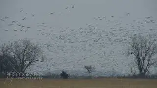 Sandhill Crane Migration At 26 Sec You Won't Believe Your Eyes