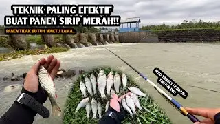 TEKNIK PALING EFEKTIF TARGET WADER SIRIP MERAH!! Mancing wader di spot Wonorejo Kulon Purworejo