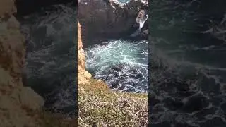 Elephant Seals Near Ocean Arch