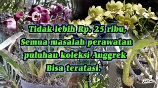 Membuat Pupuk Anggrek Multifungsi Mempercepat Pertumbuhan Memulihkan Memperbanyak Tunas dan Bunga
