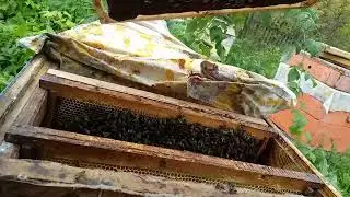 как чувствуют себя июльские отводки