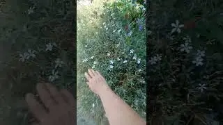 Ясколка. Уход.