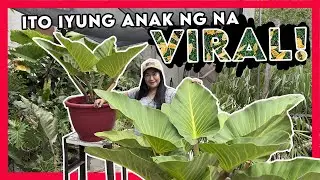 Second Propagation ng Milyona Pungko na nag Viral | Amazingly beautiful P. Milliona Pungko
