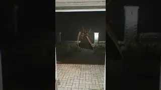 The ghost came to visit!