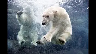 Белые Медведи охотятся воде