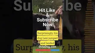 Can Dogs Sense Danger? #shorts #dogs #sense  (Octadog.com)