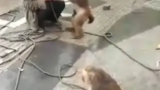 Обезьяна отомстила хозяину!!!