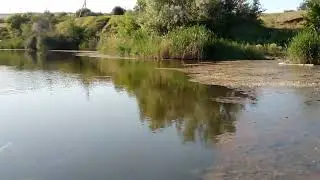 Черепахи живущие на Волге