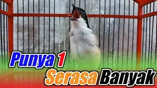 CENDET ISIAN SEGUDANG ‼️PUNYA SATU SERASA PUNYAK BANYAK BURUNG
