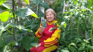 ЧТО С КУСТОМ ОГУРЦА 