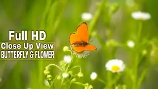 Close Up View Of A Butterfly In The Flower | Copyright Free Stock Footage | Full HD