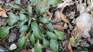 #lancifolia