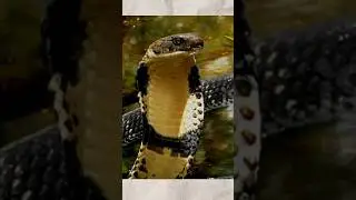 Top 10 Snake in India 🐍🥨#snake#viral#facts#factshorts