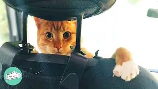 Farm Cat Was Fed Up With City Life. Until Girl Took Him On Camper Trip | Cuddle Buddies