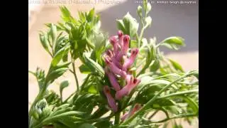 ДЫМЯНКА  (FUMARIA)  сем. Дымянковые
