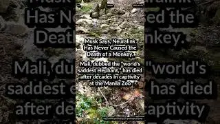 Neuralink Has Never Caused the Death of a Monkey. Mali world's saddest elephant died at Manila Zoo